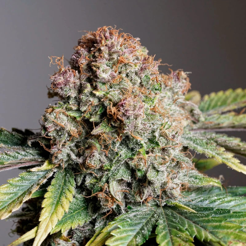 Auto Strawberry Soda Pack x3 - Dutch Passion