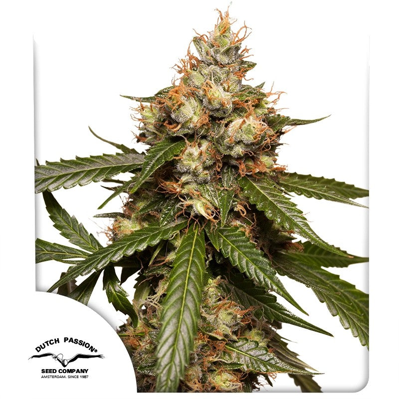 Auto THC Victory Pack x 3 - Dutch Passion