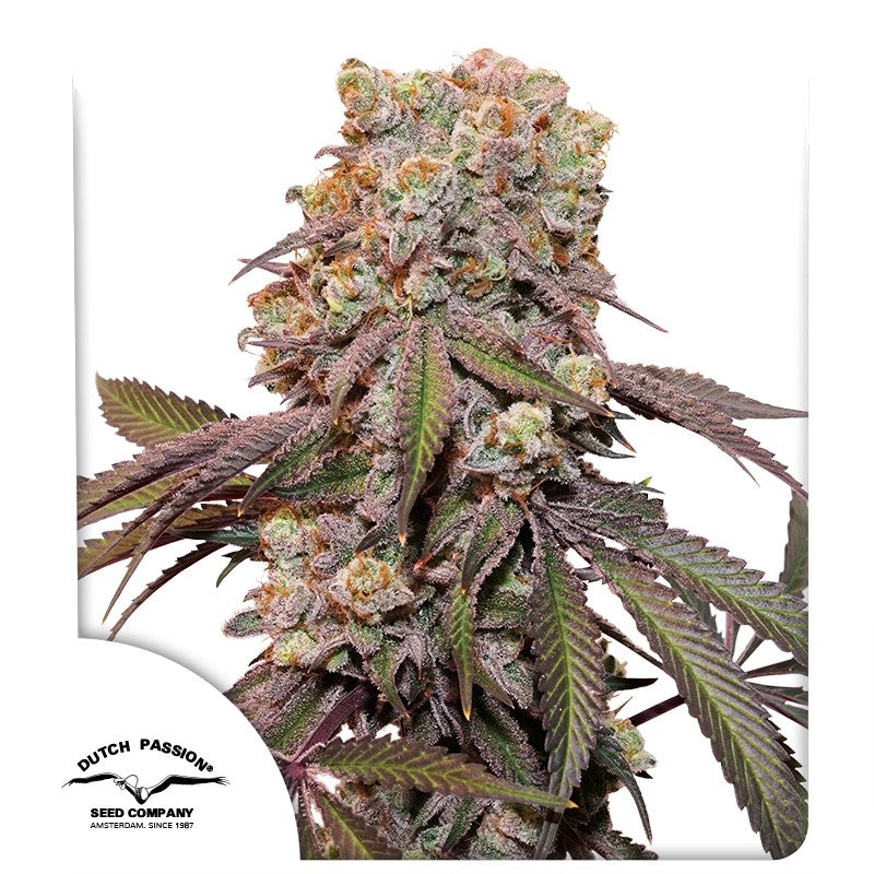 Auto Candy Bubatz XL Pack x 3 - Dutch Passion