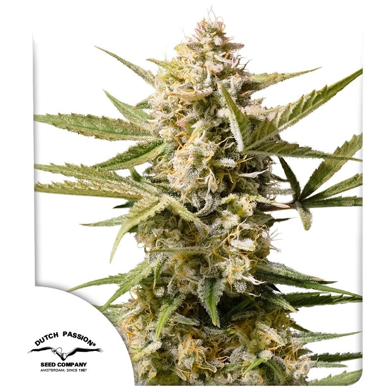 Auto Cinderella Jack Pack x 3 - Dutch Passion