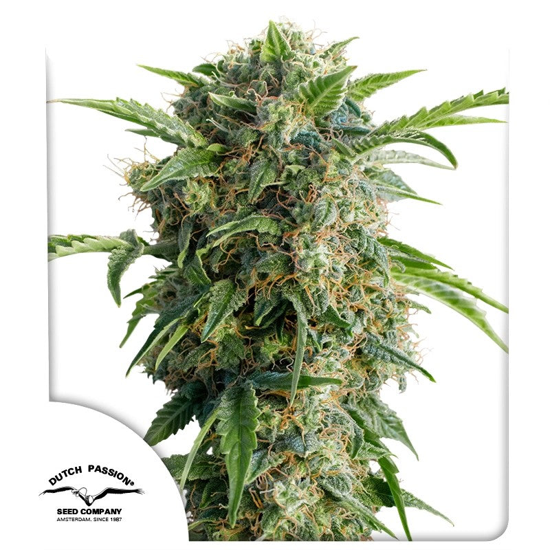 Auto Daiquiri Lime Pack x 3 - Dutch Passion