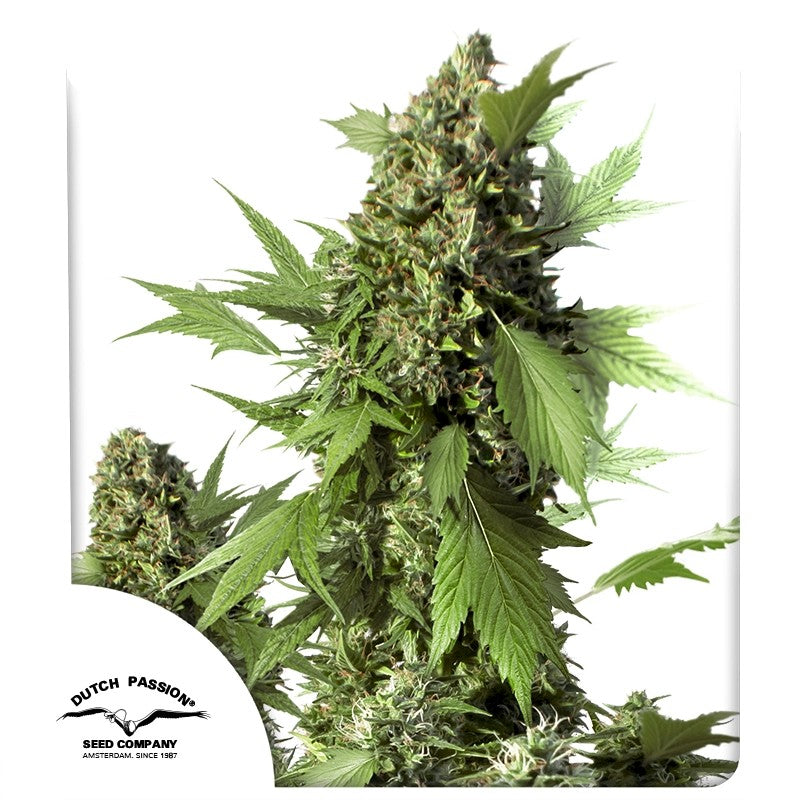 Auto Duck Pack x 3 - Dutch Passion