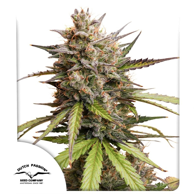 Auto Melonade Runtz Pack x 3 - Dutch Passion