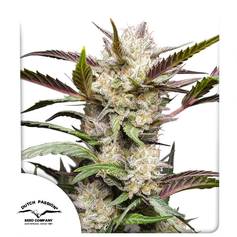 Auto Mimosa Punch Pack x 3 - Dutch Passion