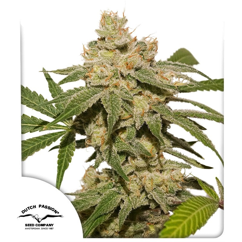 Auto Oh My Gusher Pack x 3 - Dutch Passion