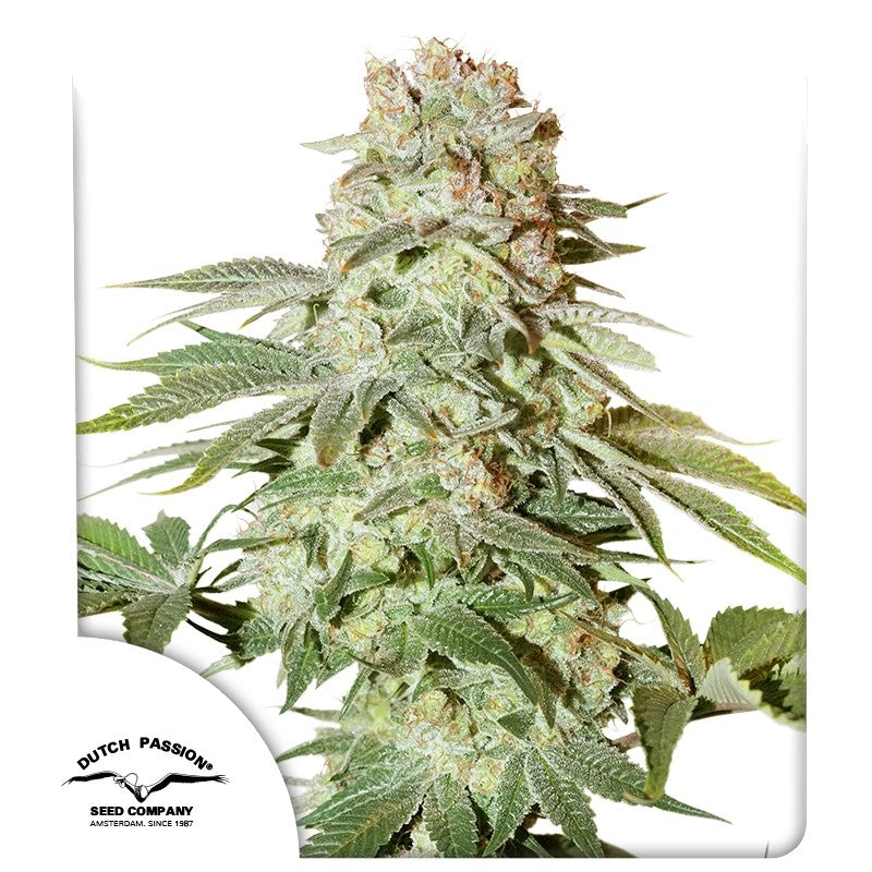 Auto Power Plant Pack x 3 - Dutch Passion
