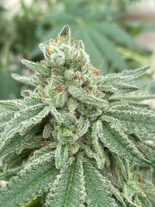 Bundy Seed Hunters - Pack x 2