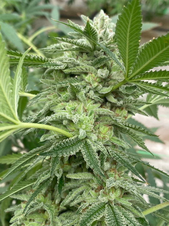 Bundy Seed Hunters - Pack x 2