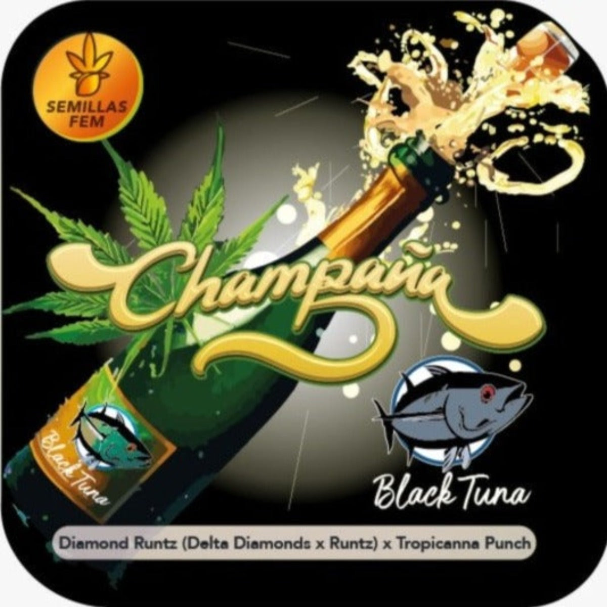Champaña Feminizada - Black Tuna - Pack x 3