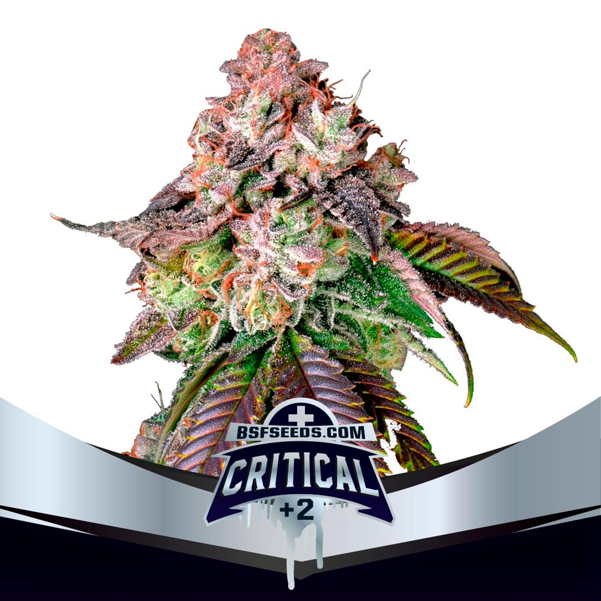 GENÉTICA: BIG BUD × SKUNK SATIVIDAD: 60% THC: 20% SABOR: FLORES DULCES Critical +2 Feminized, es una planta de estatura media-alta ideal para todo tipo de cultivadores por su facilidad de cultivo y grandes resultados. Para el interior, se recomienda dar solo 2 a 3 semanas de crecimiento, procurando utilizar filtro de olores durante todo su cultivo. En exterior permite cultivar en grandes superficies sin tener problemas de plagas debido a su alta resistencia y gran producción.