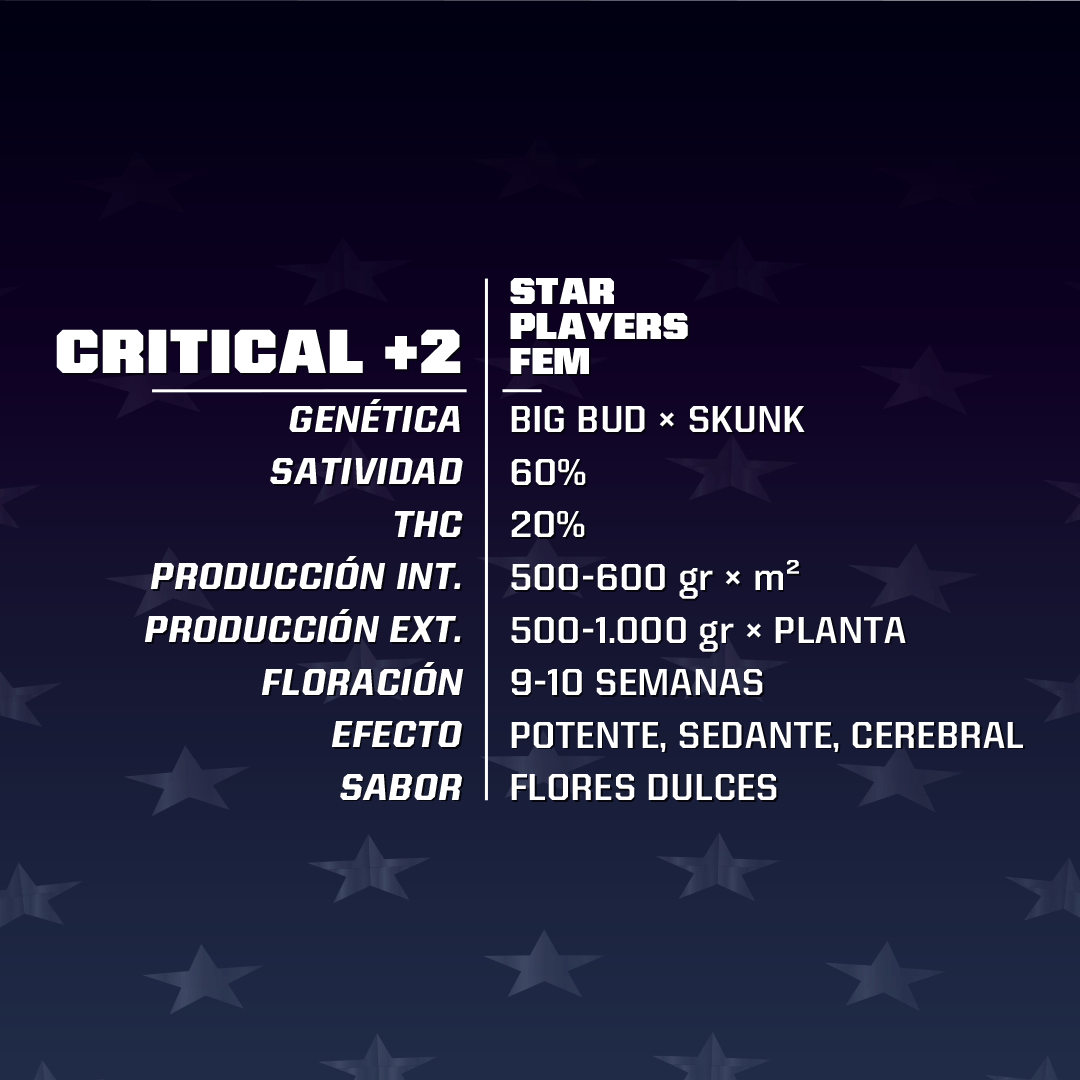 Critical +2 Feminizada BSF Seeds