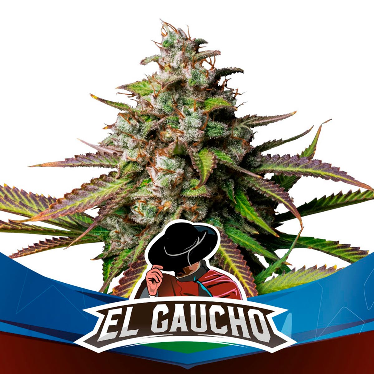 Genética: Sierra Madre x Blue Mountain Satividad: 30% THC: 22% Efecto: relajante Sabor: dulce, afrutado En BSF SEEDS, otra vez trabaja en una variedad perfecta. Después de 5 años visitando grandes cultivos por Sudamérica, desde la Patagonia al altiplano, crea El Gaucho Faster Flowering, una variedad que satisface la necesidad de los cultivadores de cosechar en el menor tiempo posible genéticas de alta calidad. En tan sólo 6 semanas de la floración estarás cosechando maravillosos frutos.