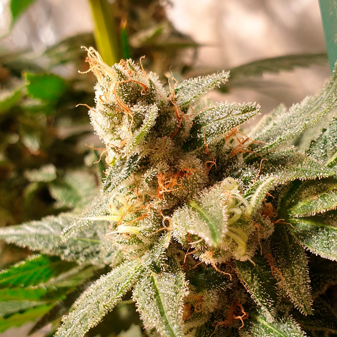 Gala CBD Feminizada R-kiem