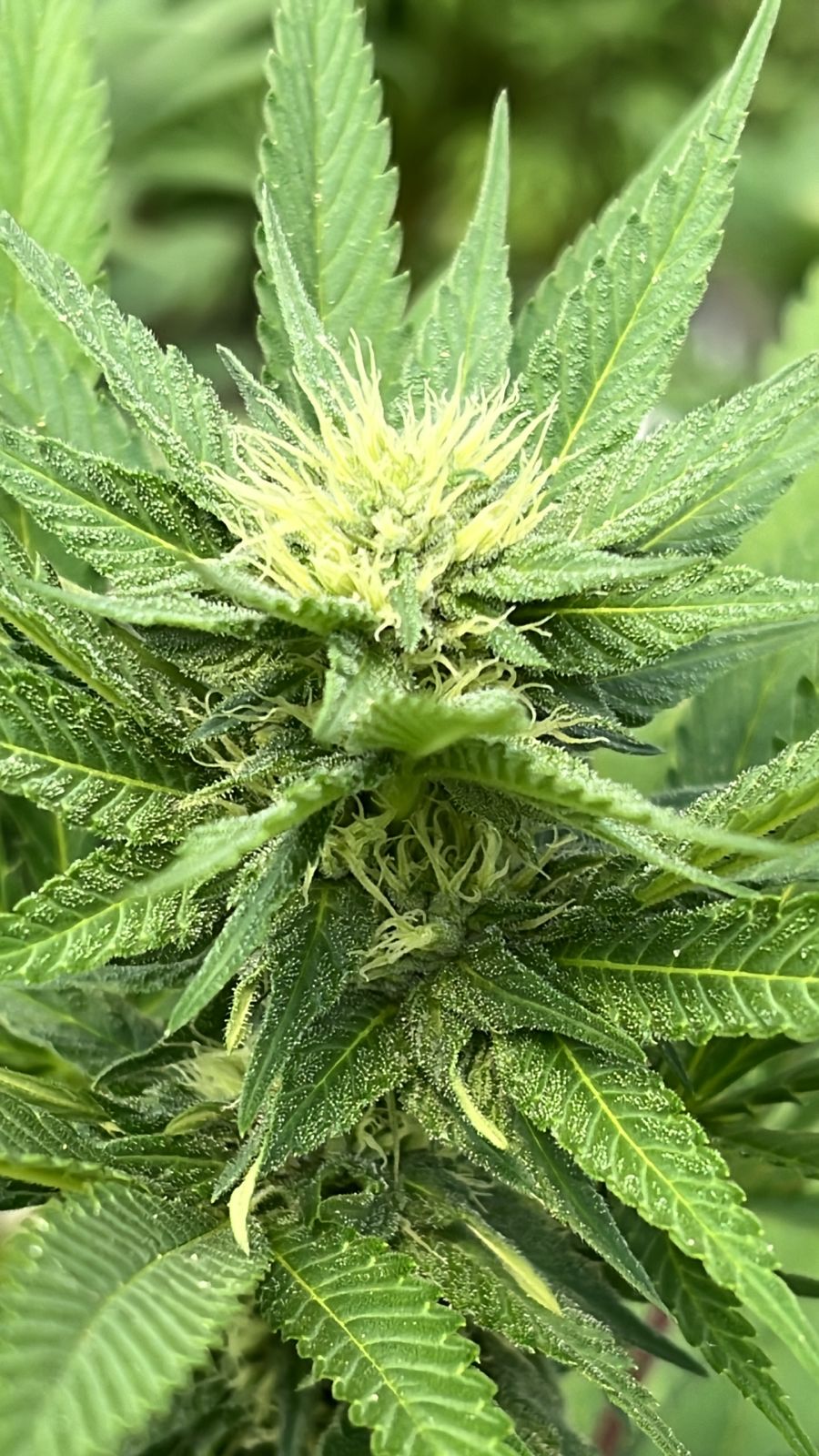 Gary`s Cream - Seed Hunters - Pack x 2