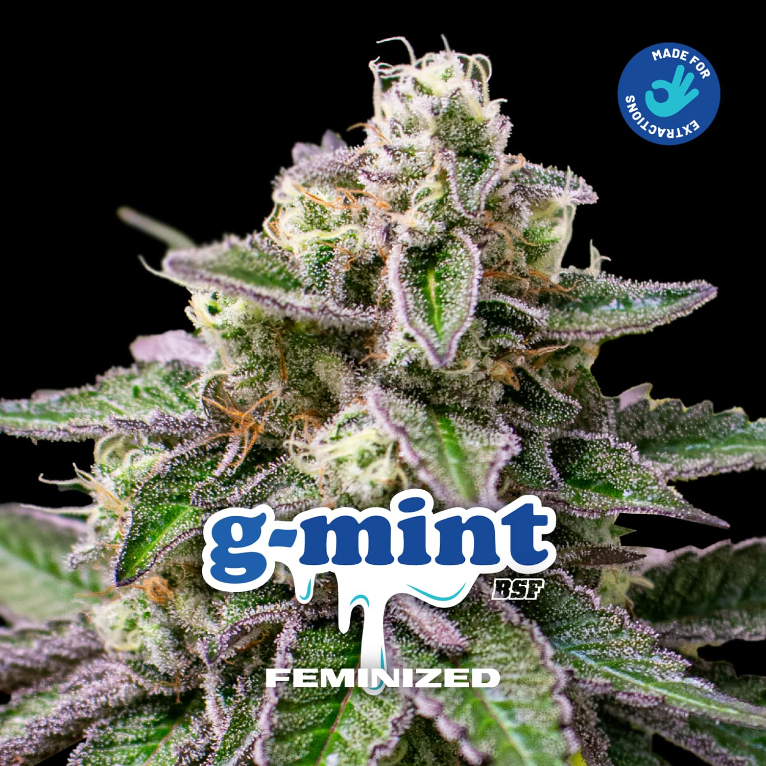 G-mint – BSF Seeds