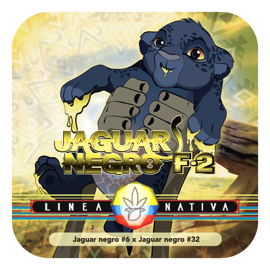 Jaguar Negro F2 Regular - Black Tuna - Pack x 10