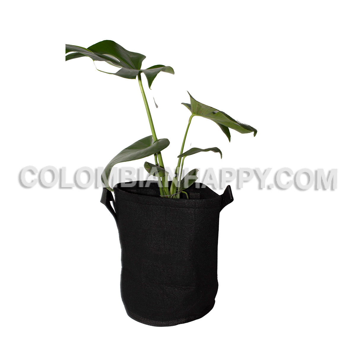 Geomaceta Special Pot