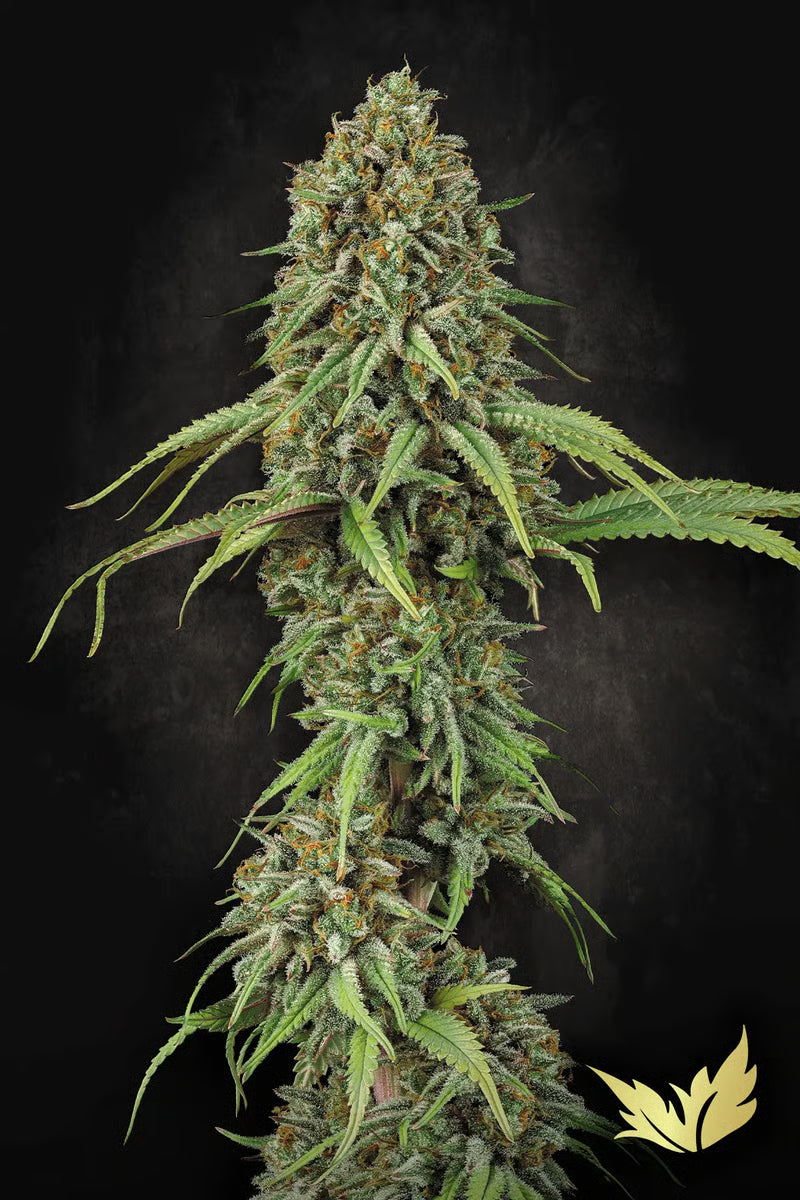 Momo - Paradise Seeds Pack x 3