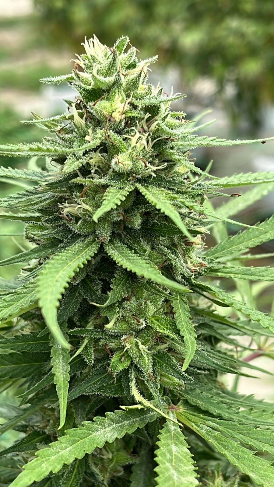 Pineapple Feminizada - Seed Hunters - Pack x 2