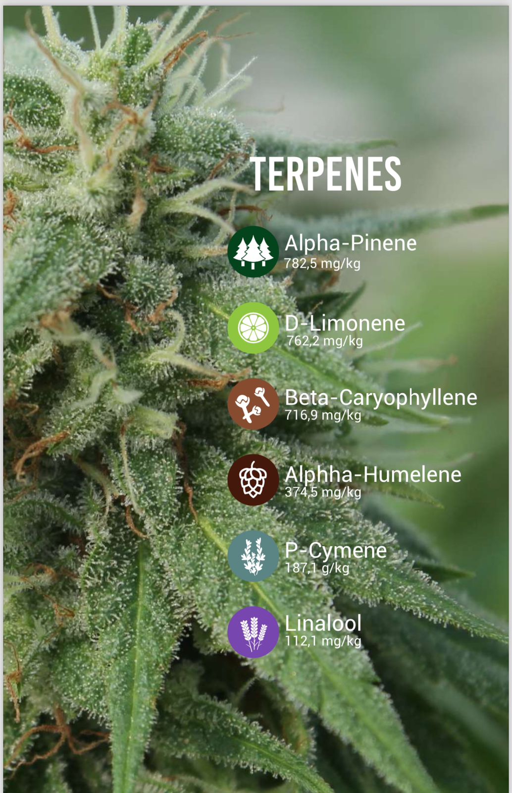 CBD Sour sue Feminizada - Seed Hunters - Pack x 2