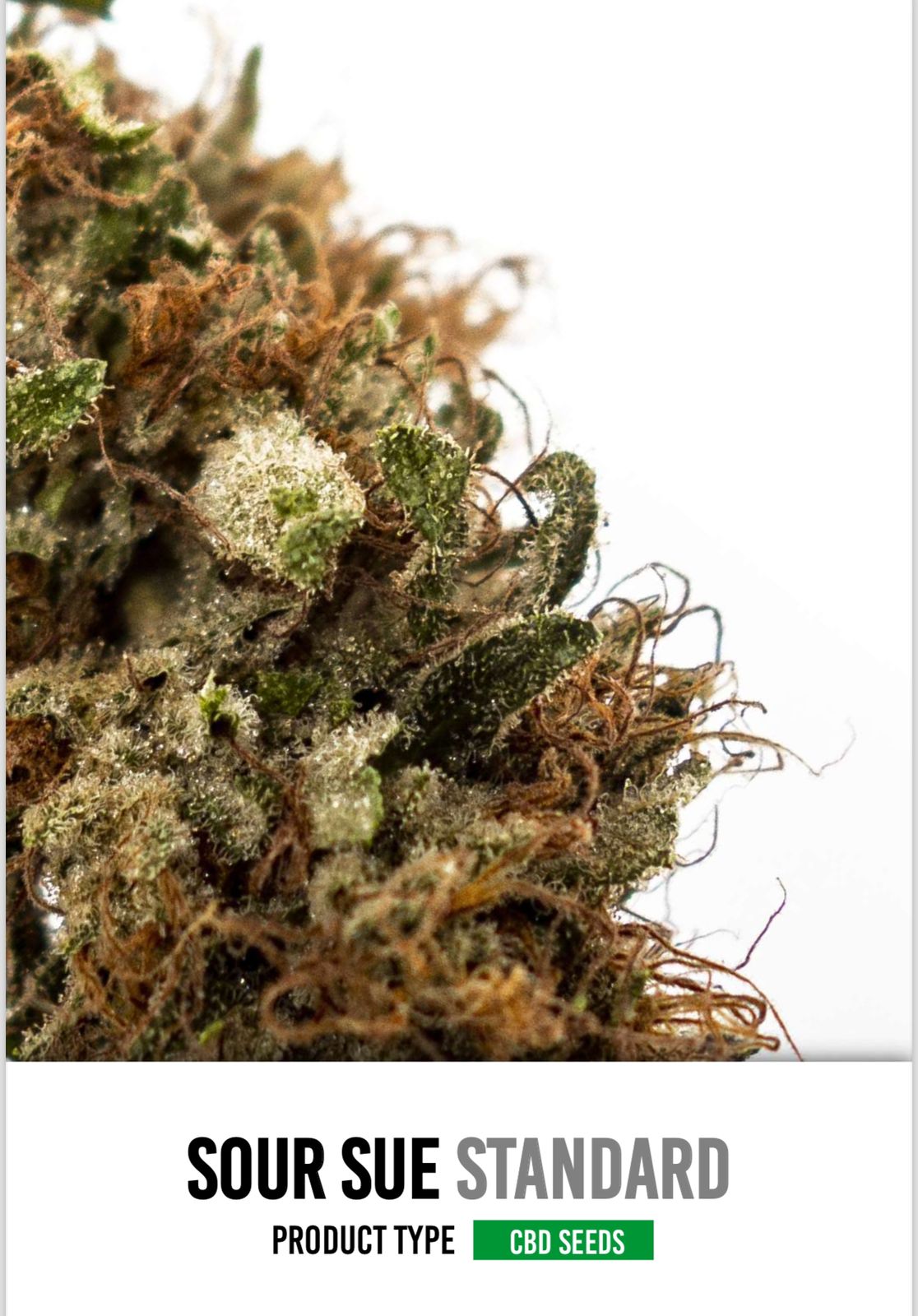 CBD Sour sue Feminizada - Seed Hunters - Pack x 2