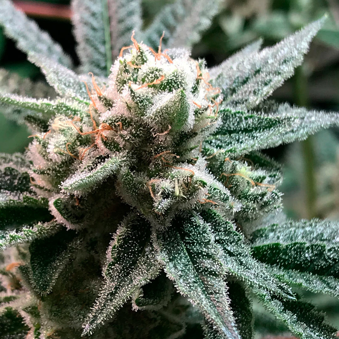 Sublimator Feminizada R-kiem