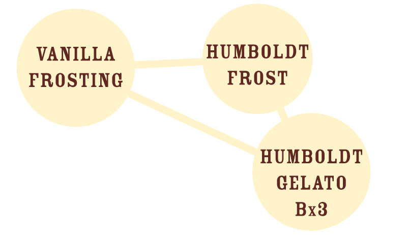 Vanilla Frosting Feminizada - Humboldt Seed Company - Pack x 3