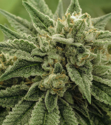 Wedding cake - Seed Hunters - Pack x 2