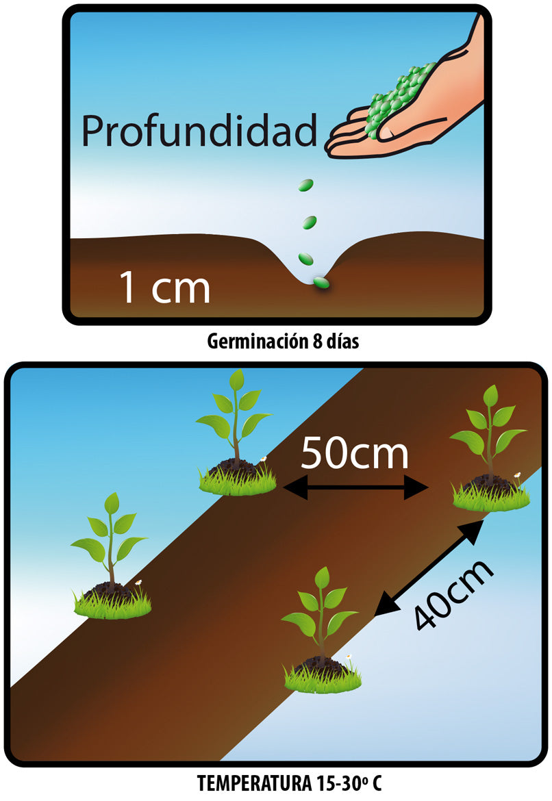 AJÍ. Cubanelle - Capsicum Annuum - Semillas de Fercón