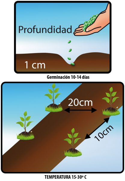 ZANAHORIA. Danvers - Daucus Carota - Semillas de Fercón