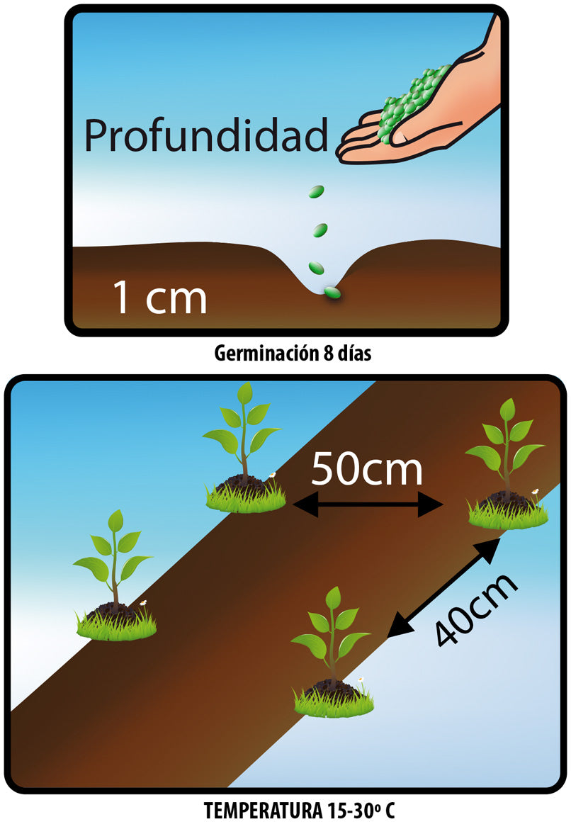 AJÍ CAYENNE. Long Slim - Solanáceas - Semillas de Fercón