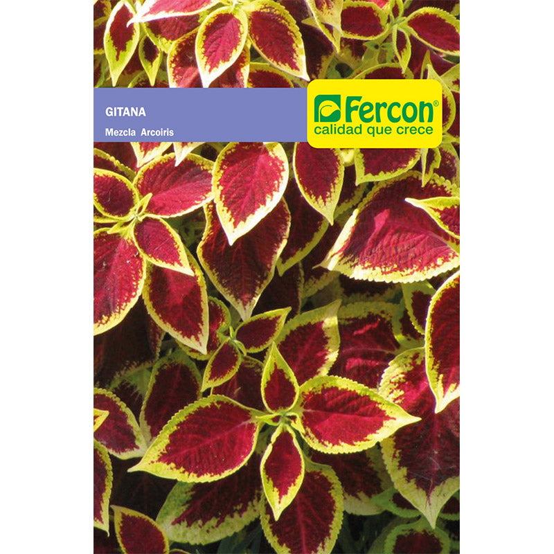 Planta originaria de la India. Sus hojas son opuestas, simples, en forma de corazón muy decorativa apreciada por su lujurioso follaje de distintos colores y novedosos patrones, algunas hojas terminan en vivos colores contrastantes.