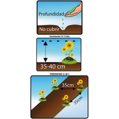 Planta originaria de la India. Sus hojas son opuestas, simples, en forma de corazón muy decorativa apreciada por su lujurioso follaje de distintos colores y novedosos patrones, algunas hojas terminan en vivos colores contrastantes.