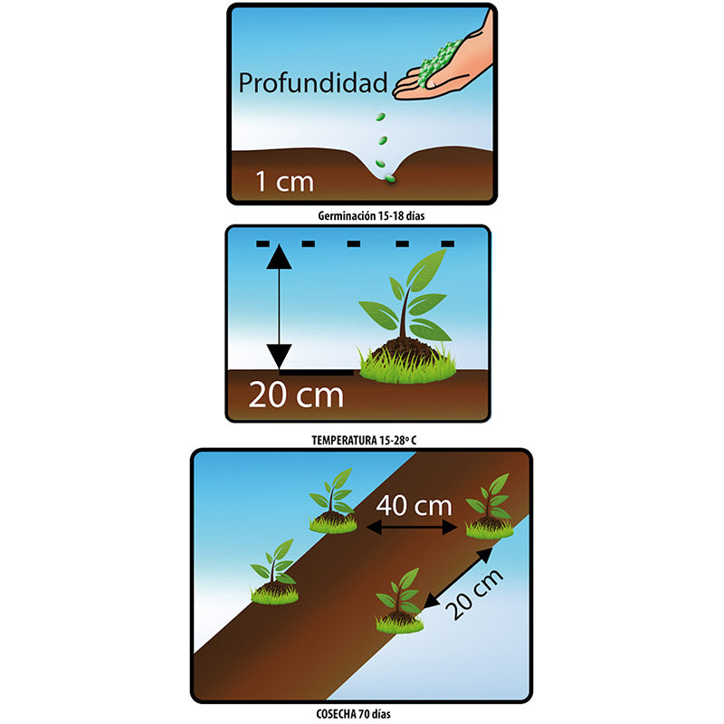 MEJORANA - Labiadas - Semillas de Fercon