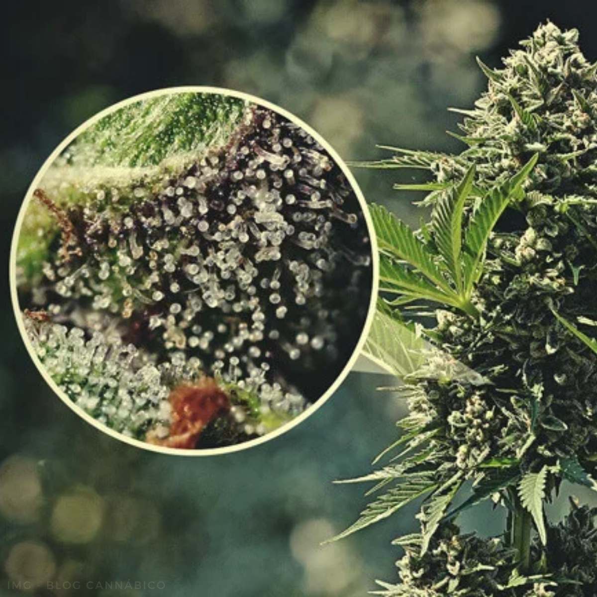 Análisis de calidad de tricomas en flores