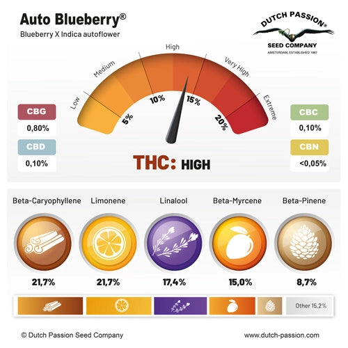 Auto Blueberry® - Dutch Passion pack x 3