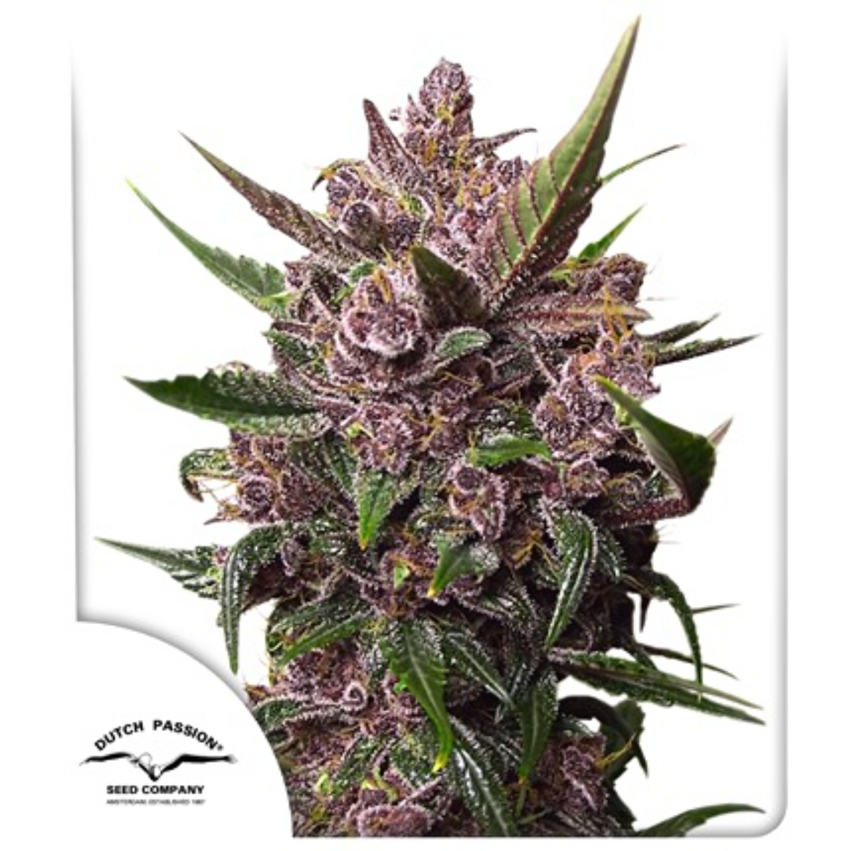 Auto Blackberry Kush® - Dutch Passion pack x 3