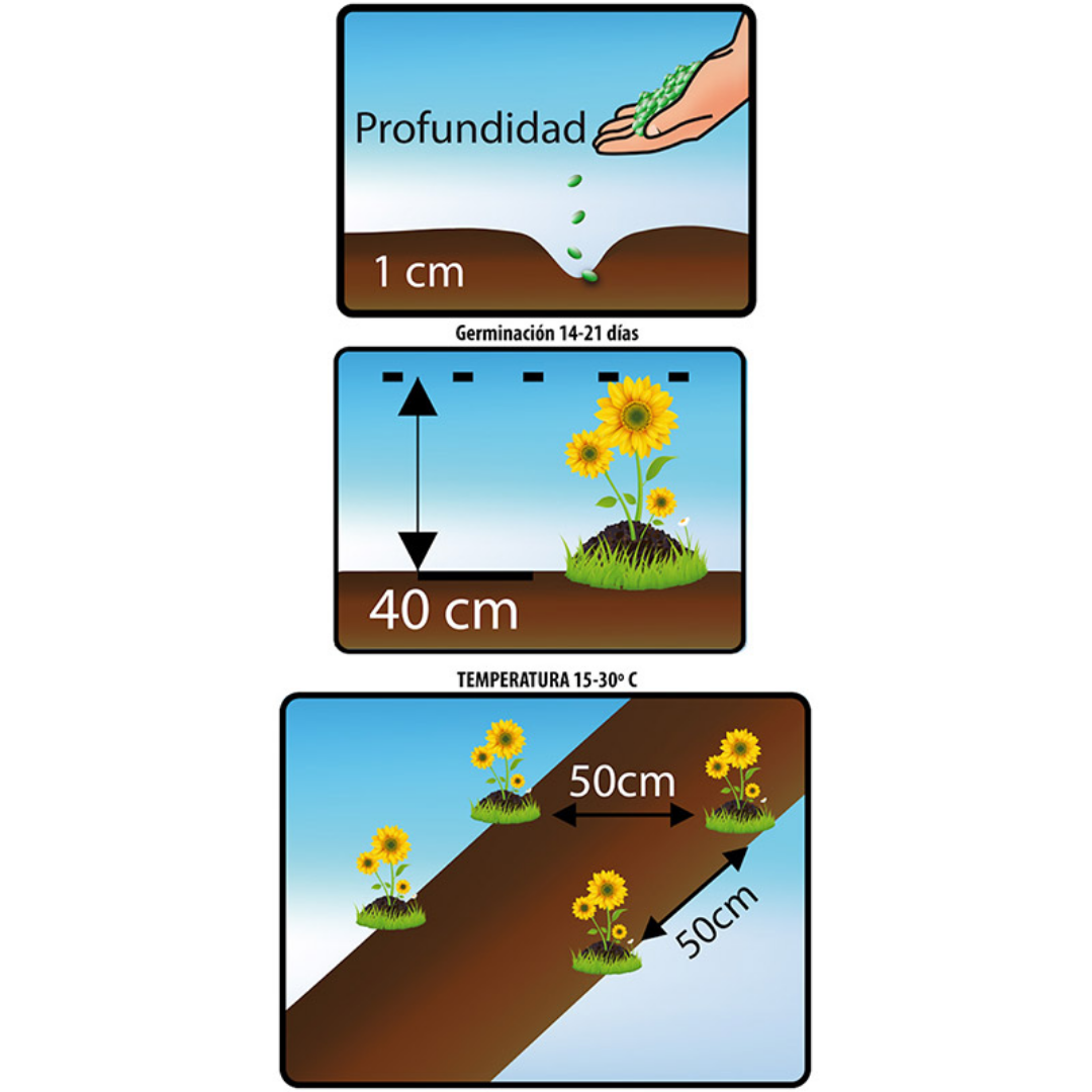 Gran planta rústica que aporta colorido a macizos o bandas, las siembras se pueden hacer en cualquier tipo de suelo, prefiriendo los ricos en materia orgánica, para dar así sus mejores flores