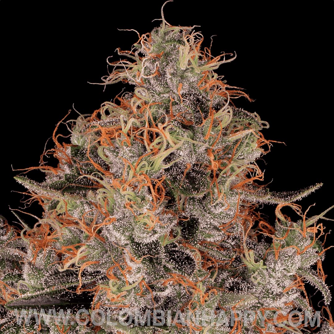 THC: 18-22% Indica/Sativa Ratio: 90% Indica 10% Sativa Sabor / Olor: Dulce, Sabroso Altura al aire libre: 175CM Altura interior:110CM Tiempo de floración interior: 58 dias Rendimiento interior: (gr/m2) 500 Gr Rendimiento al aire libre (GR/PP): 800 Gr Efecto / Zumbido: Calmante, Stoned CBD: 0.1%
