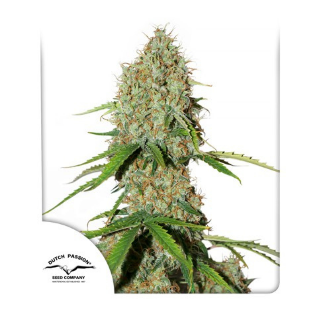 Auto Brooklyn Sunrise - Dutch Passion pack x 3
