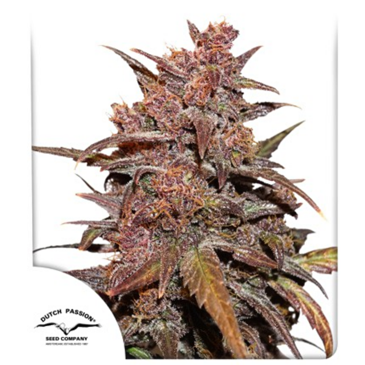 THC: Bajo CBD: 15% Autofloreciente Tiempo 13 semanas