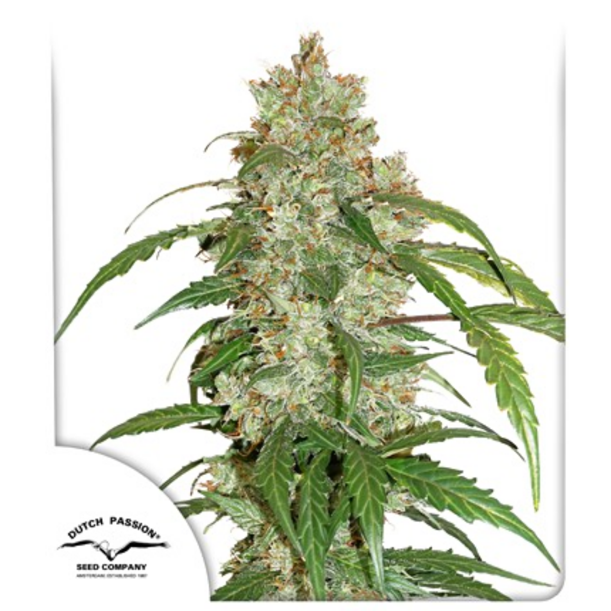 CBD Auto White Widow®- Dutch passion pack x 3CBD Auto White Widow®- Dutch passion pack x 3