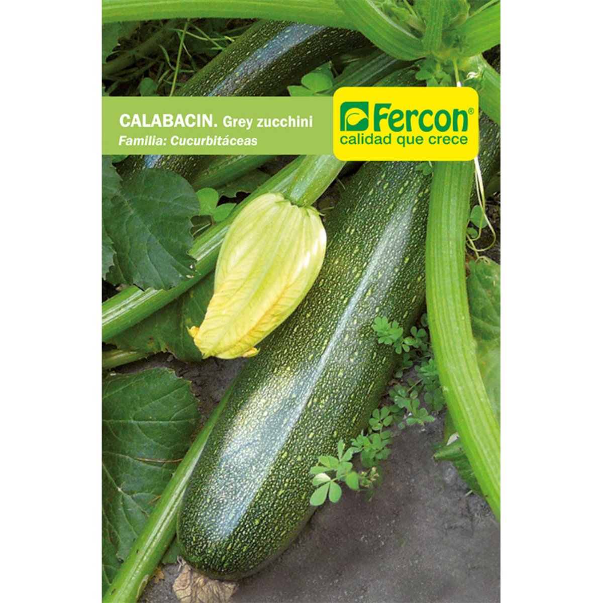 CALABACÍN. Grey Zucchini - Curcubitáceas - Semillas de Fercón