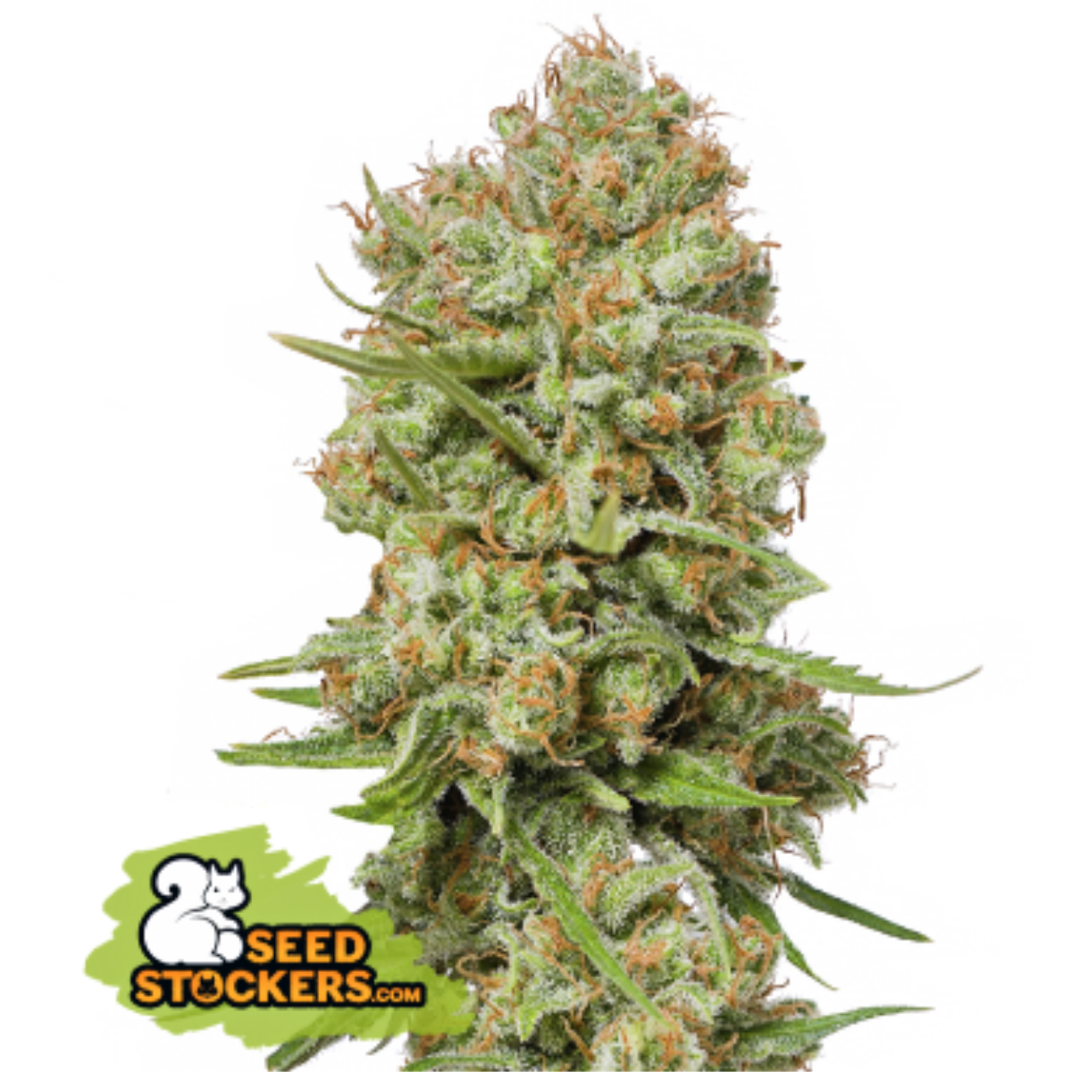 Tipo de cultivo : Indoor/Outdoor Dominante : Hybrid Rendimiento : Enorme THC : Medio (14 -22%) Sabor : Afrutado Floral Picante Efecto : Activo Periodo de floración : 9 semanas