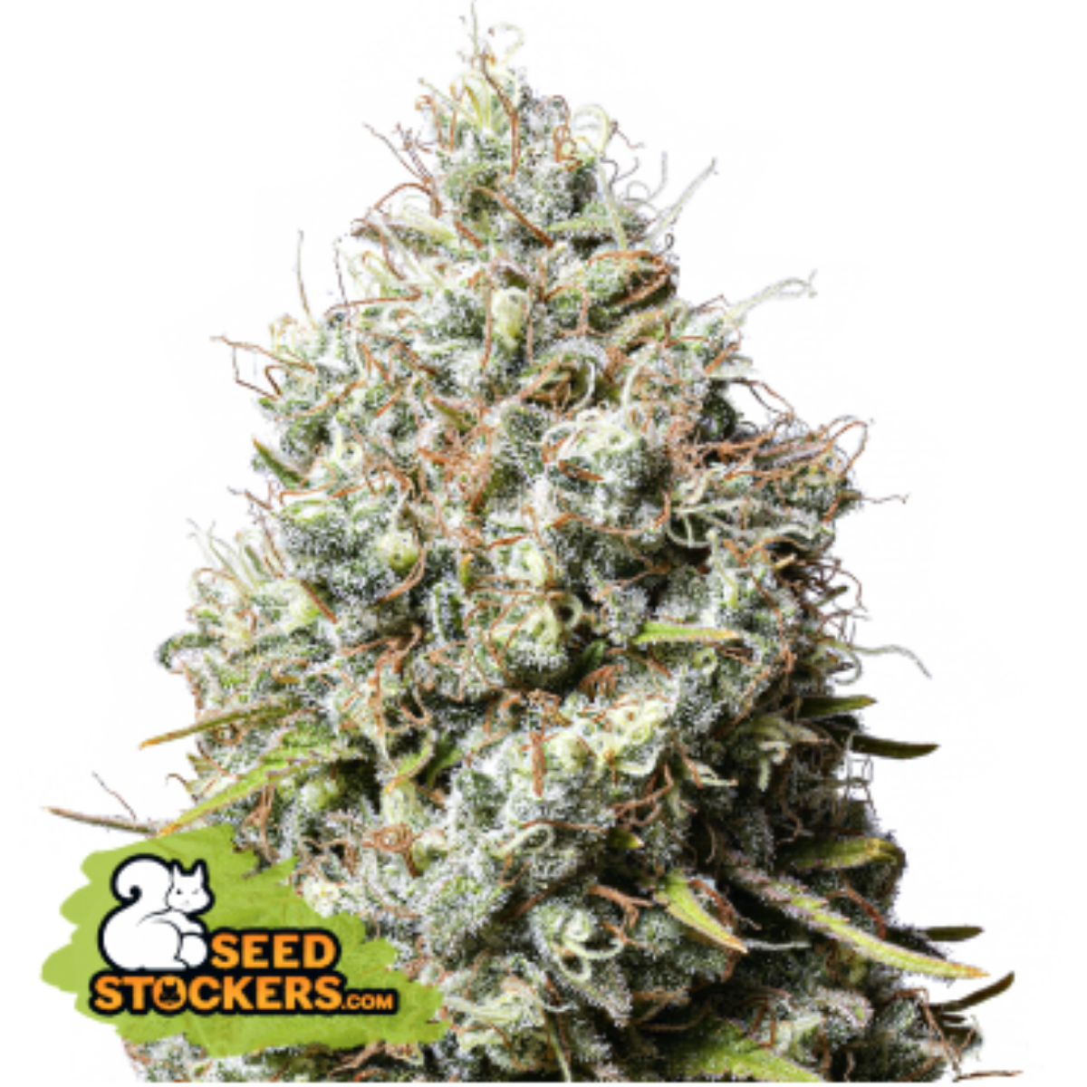 Tipo de cultivo : Indoor/Outdoor Dominante : Sativa Rendimiento : Enorme THC : Muy Alto (23 - 26%) Sabor : Dulce Picante Terroso Efecto : Activo Periodo de floración : 9 semanas Experiencia : Intermedio