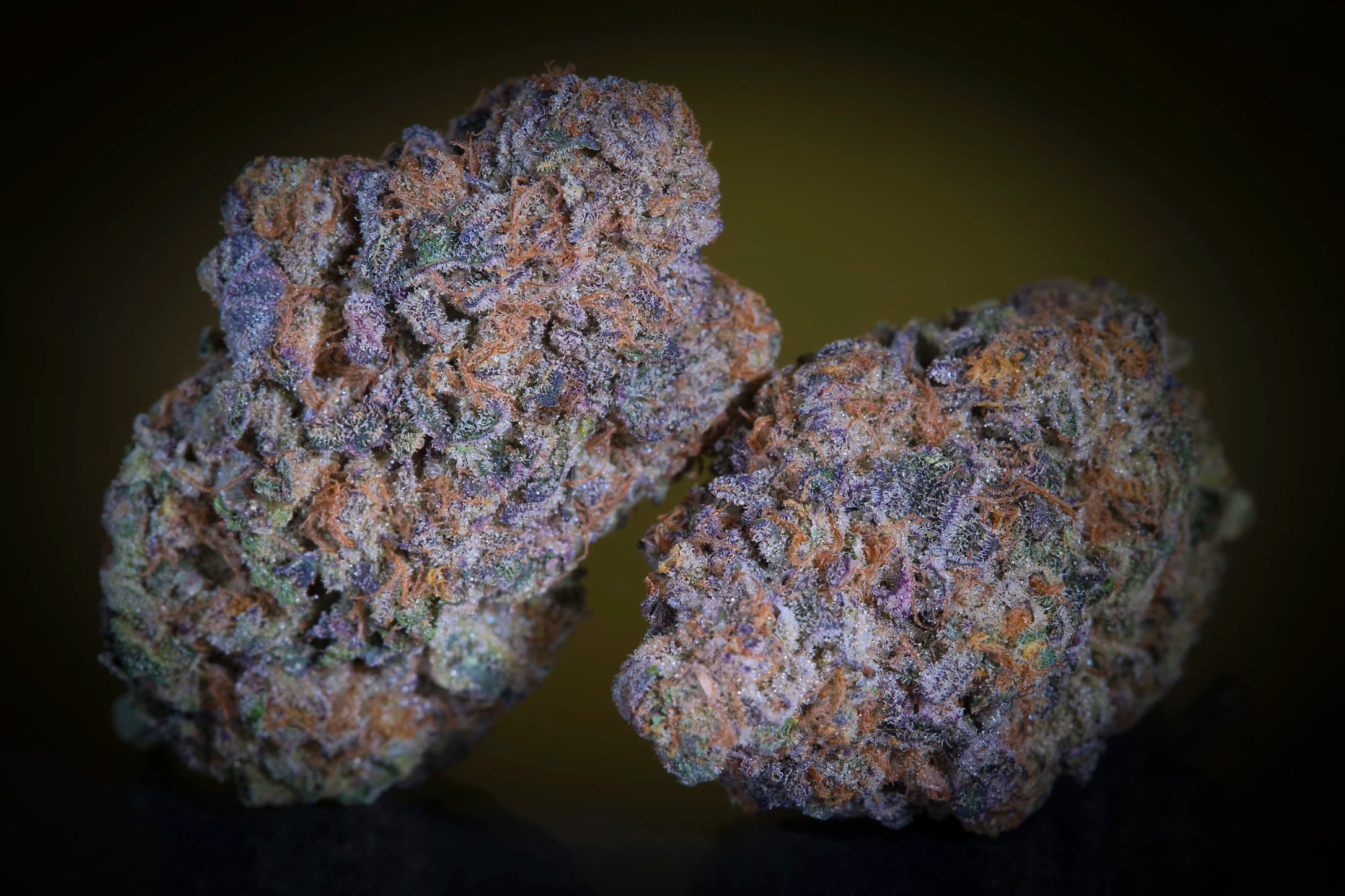 Purple Mints Feminizada - Paradise Seeds Pack x 3