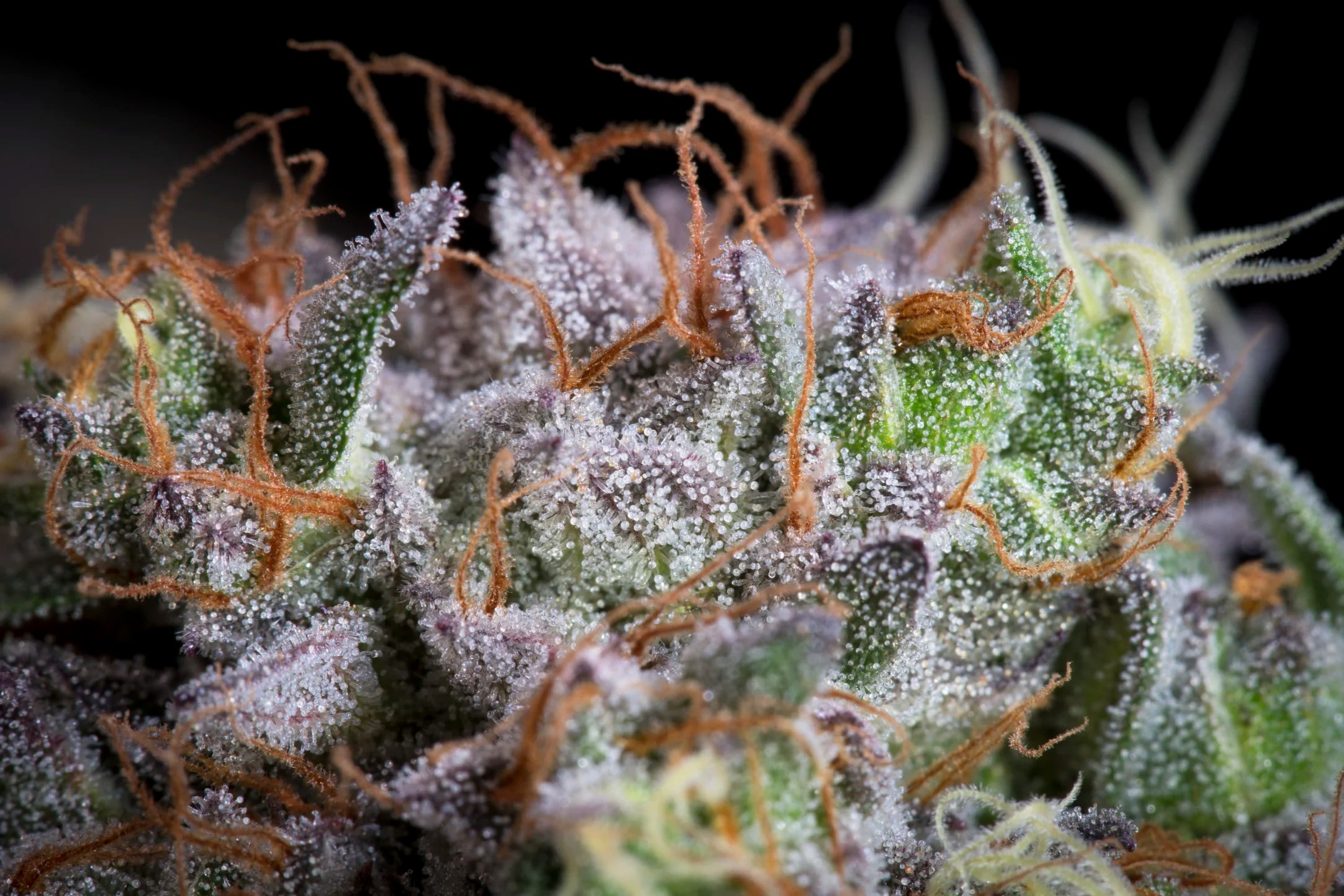 Purple Mints Feminizada - Paradise Seeds Pack x 3