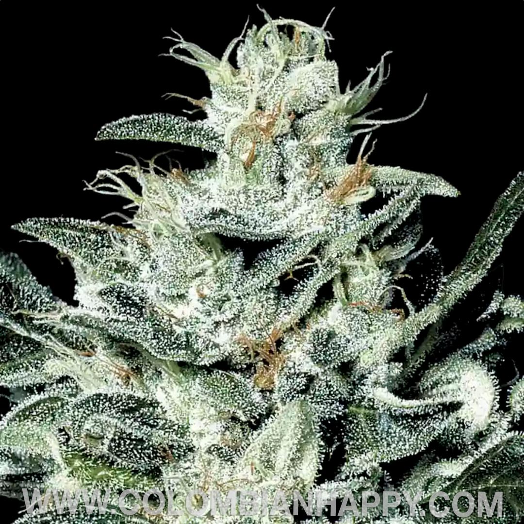 Sensi Star Feminizada - Paradise Seeds Pack x 3