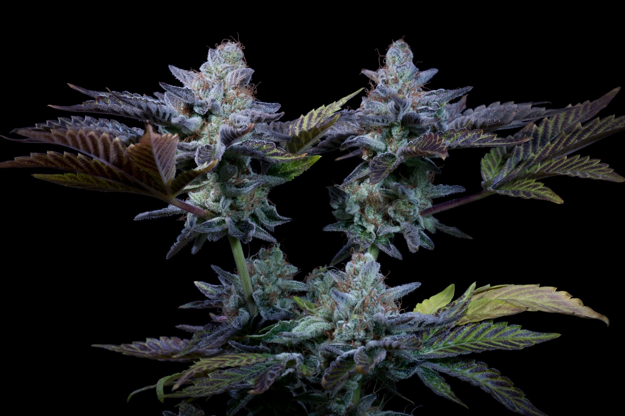 Sweetopia Feminizada - Paradise Seeds Pack x 3