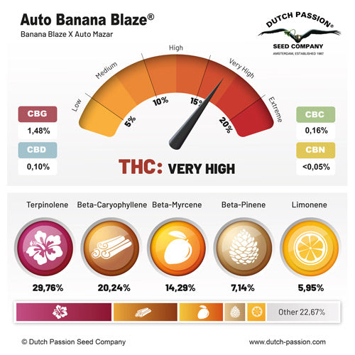 Auto Banana Blaze® - Dutch Passion pack x 3